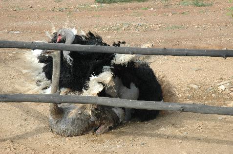 20060121141704   Ostriches Mating